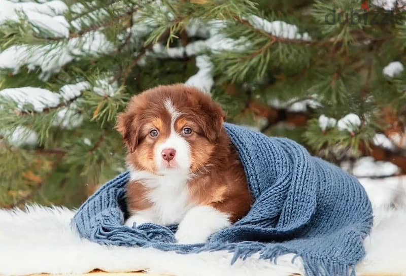 Australian shepherd puppy boy from Russia 1