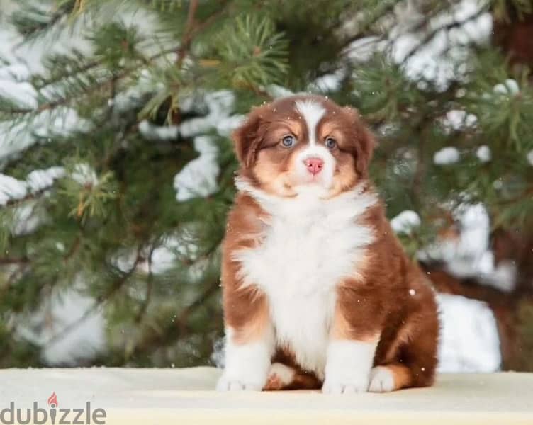 Australian shepherd puppy boy from Russia 2