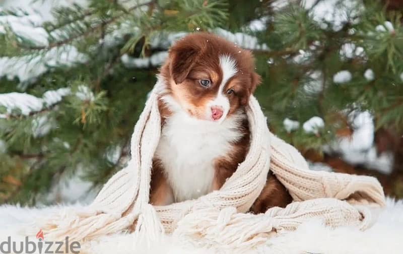 Australian shepherd puppy boy from Russia 3