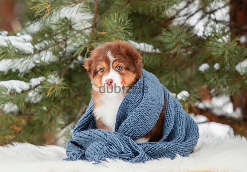 Australian shepherd puppy boy from Russia 4