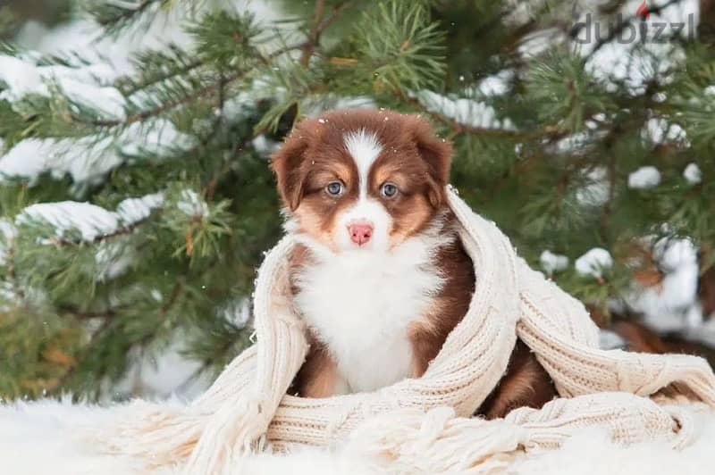 Australian shepherd puppy boy from Russia 5