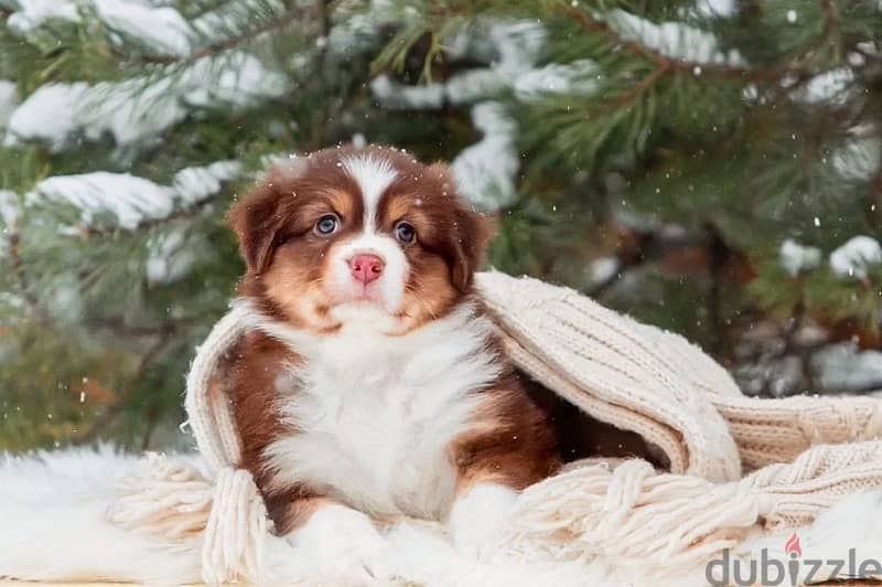 Australian shepherd puppy boy from Russia 6