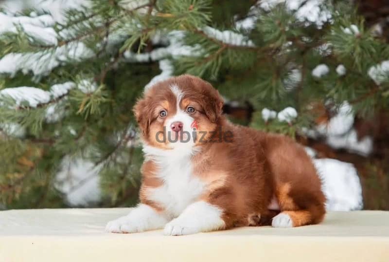 Australian shepherd puppy boy from Russia 7