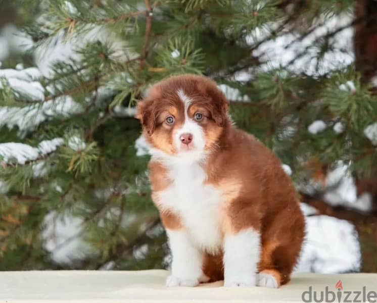 Australian shepherd puppy boy from Russia 8