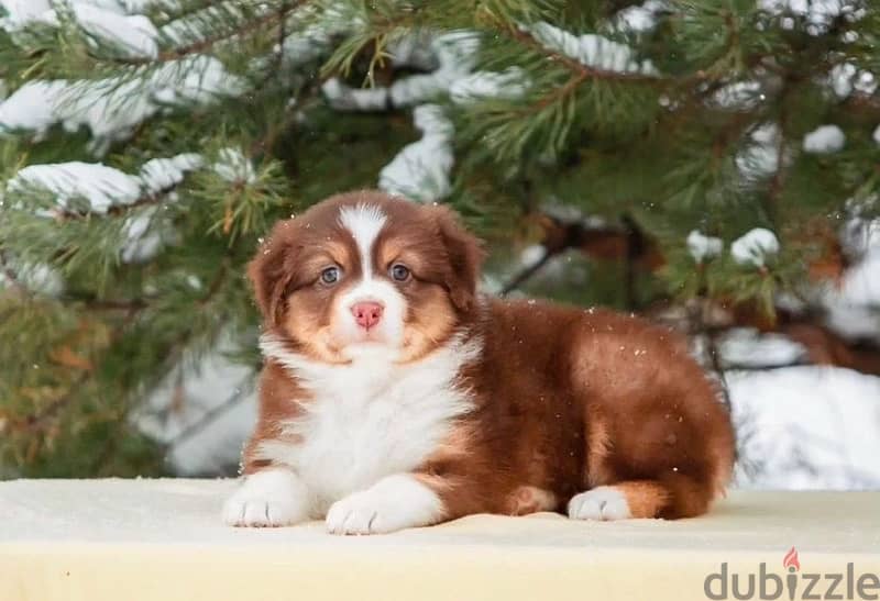 Australian shepherd puppy boy from Russia 9