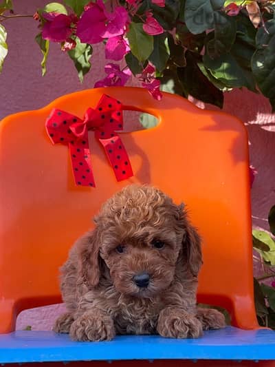 Toy Poodle Puppy Dog For Sale Red Color