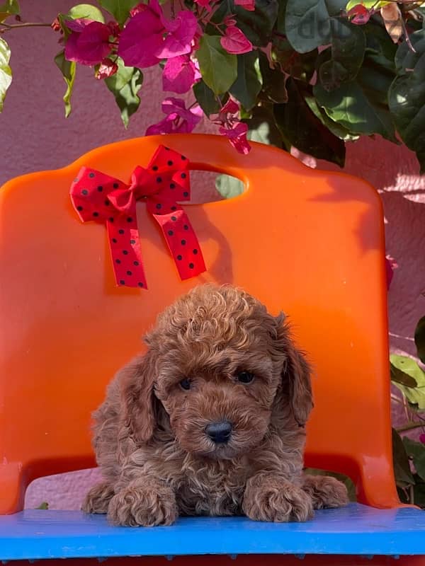 Toy Poodle Puppy Dog For Sale Red Color 0