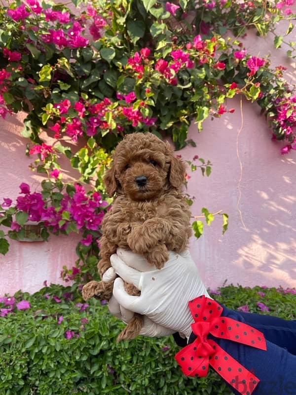 Toy Poodle Puppy Dog For Sale Red Color 1