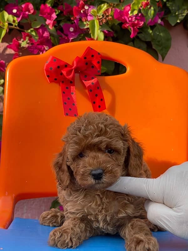 Toy Poodle Puppy Dog For Sale Red Color 2