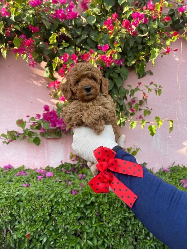 Toy Poodle Puppy Dog For Sale Red Color 4