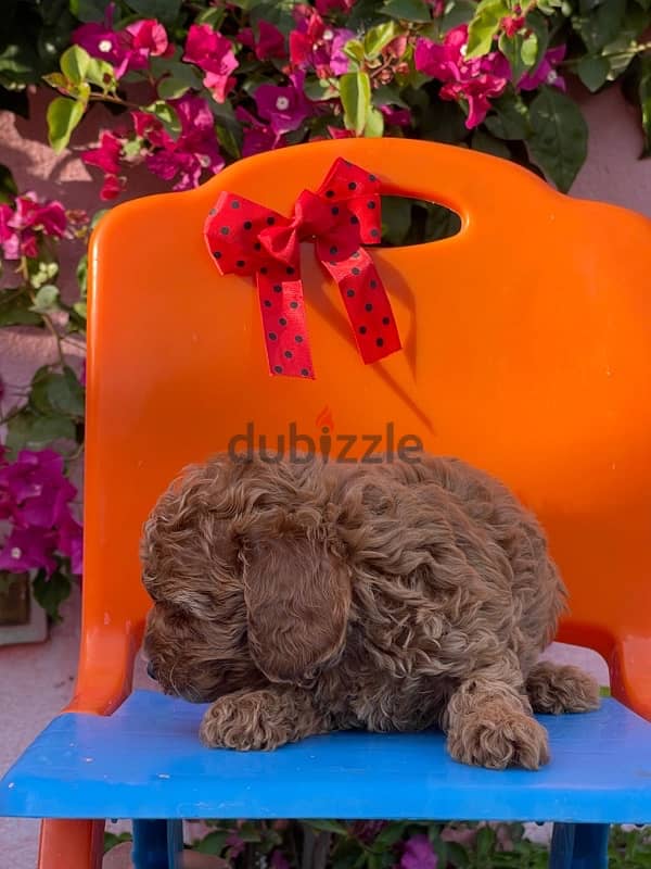 Toy Poodle Puppy Dog For Sale Red Color 6