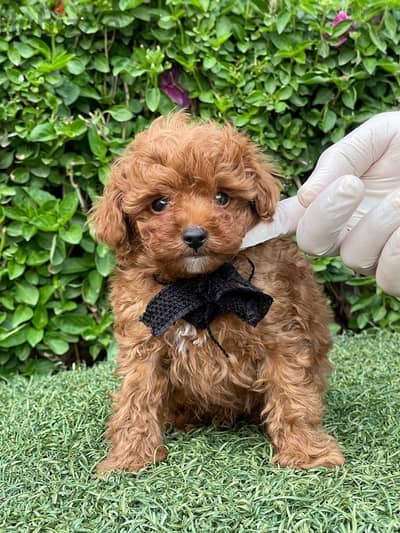 Red Toy Poodle Puppy For Sale Male