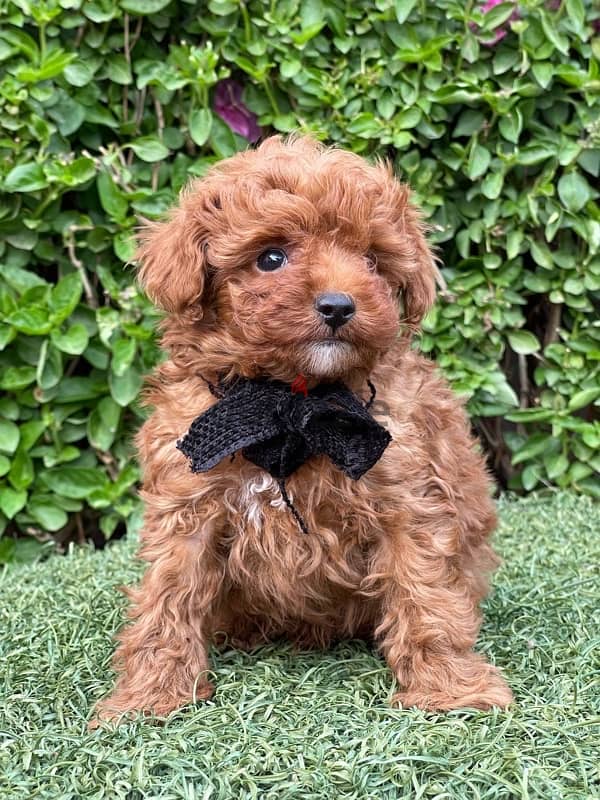 Red Toy Poodle Puppy For Sale Male 1