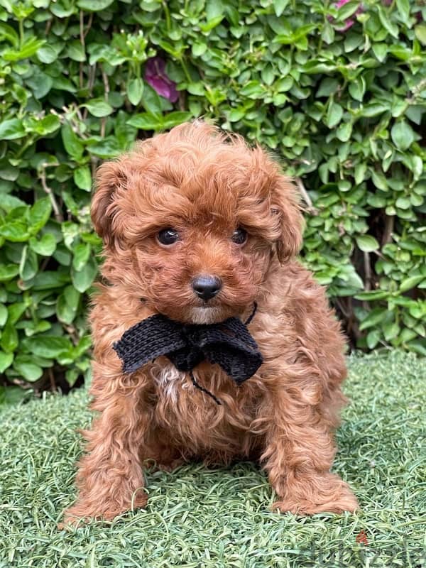 Red Toy Poodle Puppy For Sale Male 2