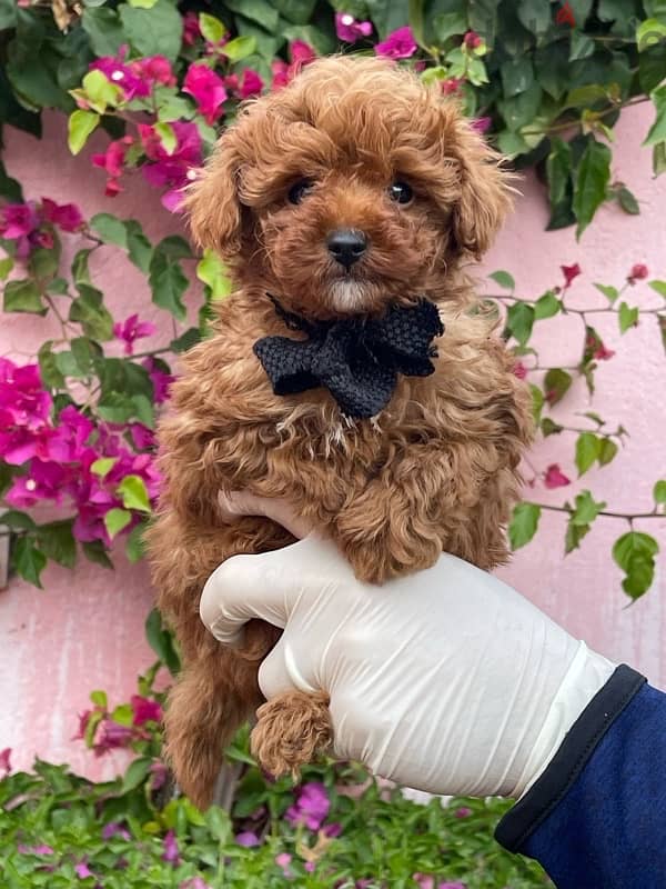 Red Toy Poodle Puppy For Sale Male 3