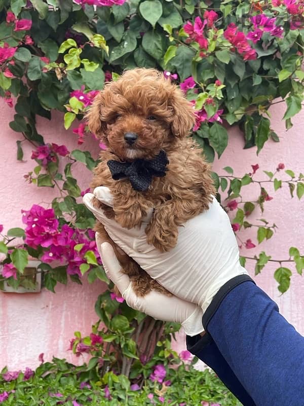 Red Toy Poodle Puppy For Sale Male 4