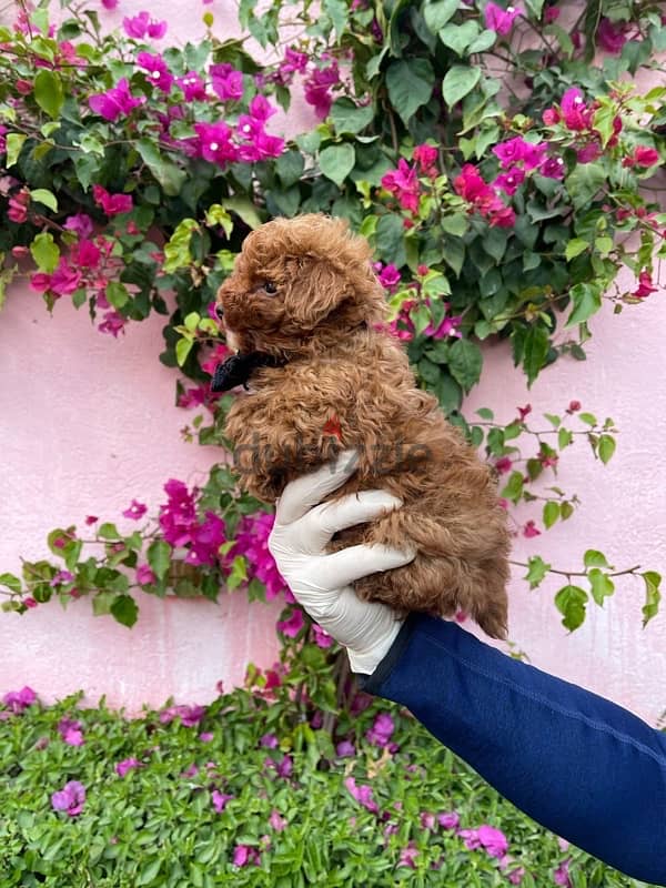 Red Toy Poodle Puppy For Sale Male 5