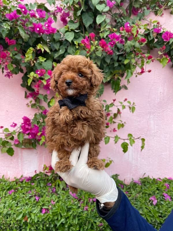 Red Toy Poodle Puppy For Sale Male 6