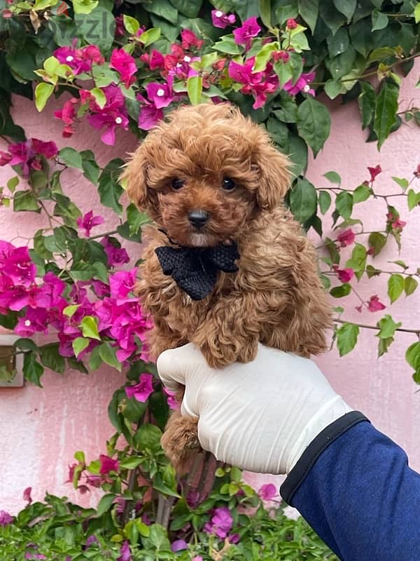 Red Toy Poodle Puppy For Sale Male 7