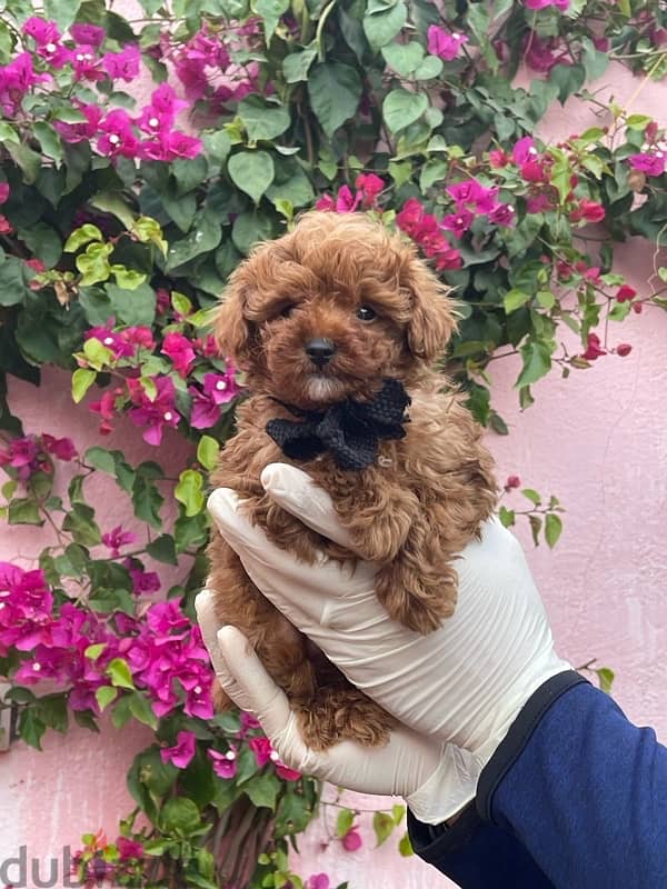 Red Toy Poodle Puppy For Sale Male 8