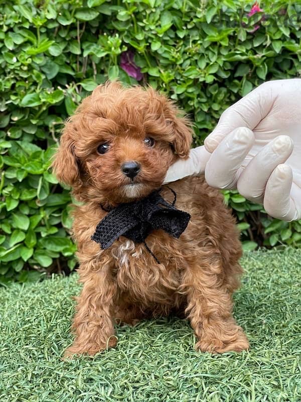 Red Toy Poodle Puppy For Sale Male 9