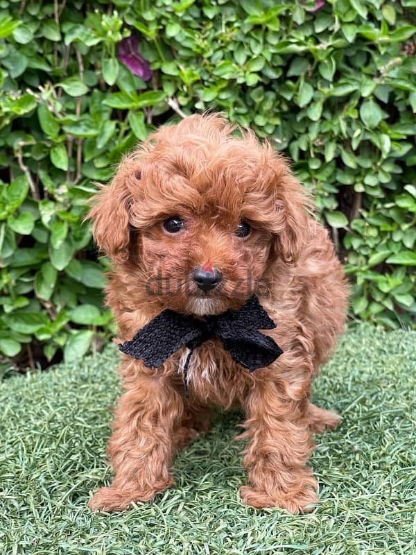 Red Toy Poodle Puppy For Sale Male 10