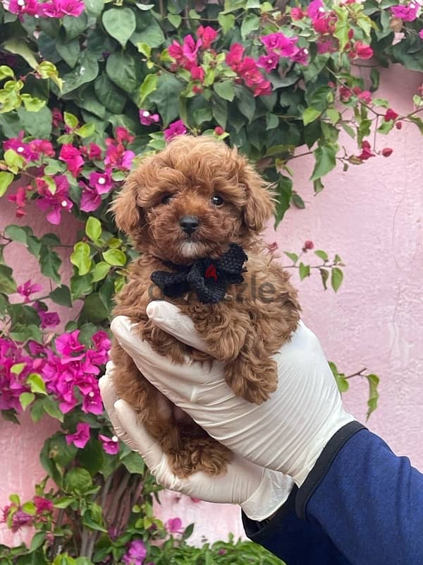 Red Toy Poodle Puppy For Sale Male 11