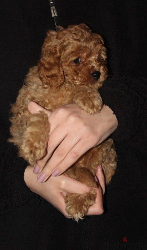 Cute Toy Poodle 2