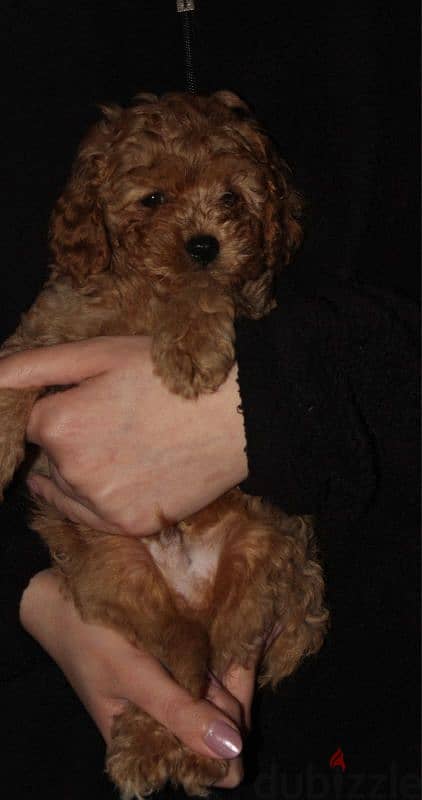 Cute Toy Poodle 4