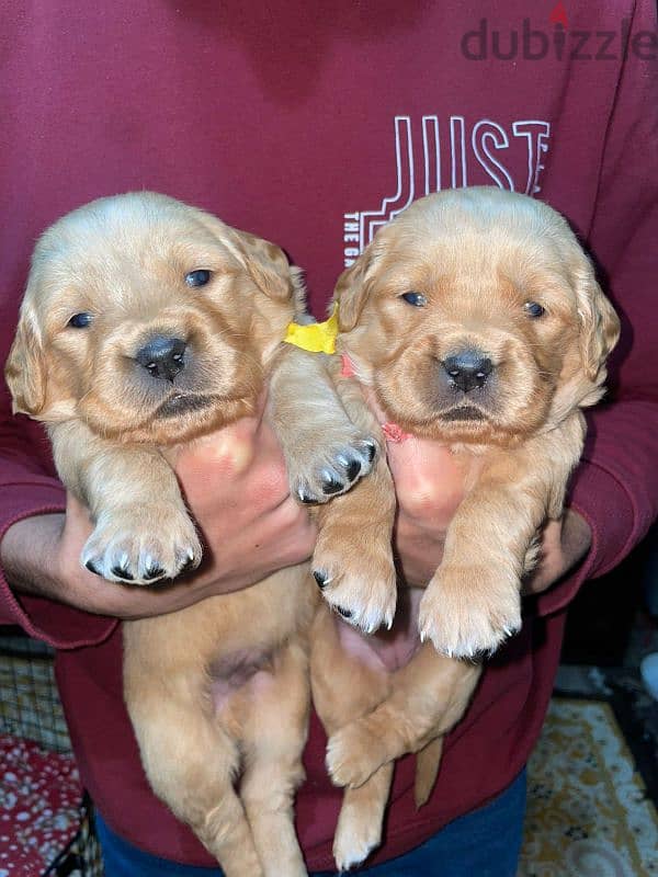 Pure Golden Retriever Puppies – dewormed & Vaccinated 1