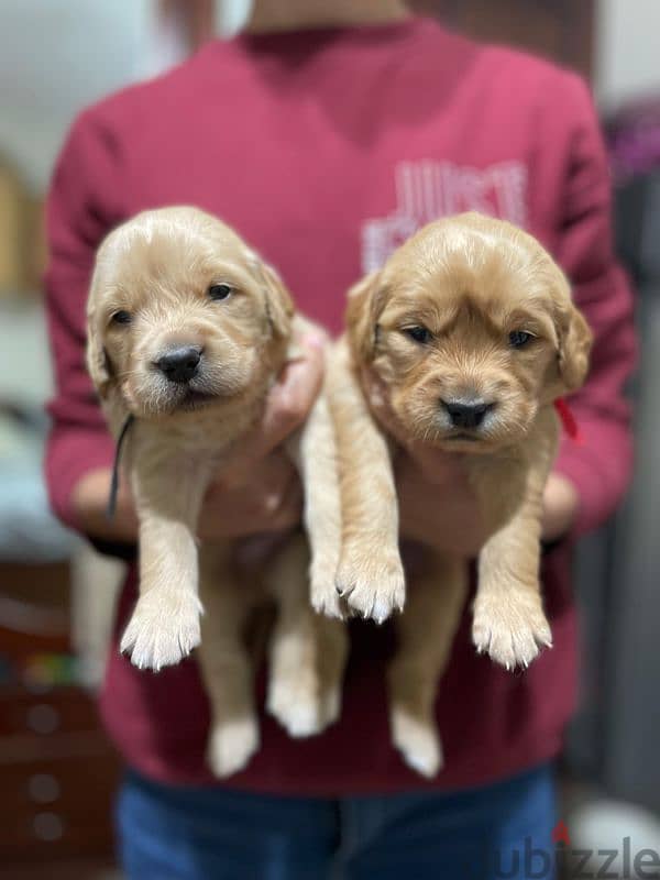 Pure Golden Retriever Puppies – dewormed & Vaccinated 2