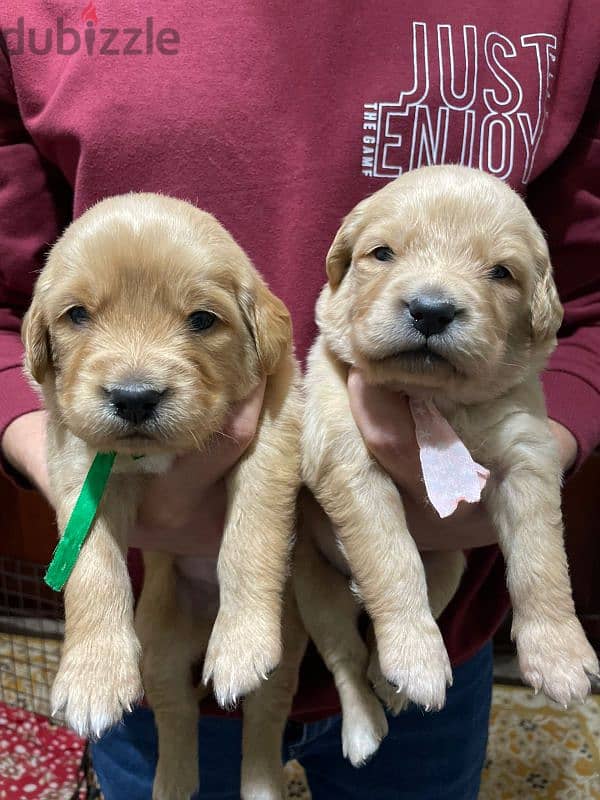 Pure Golden Retriever Puppies – dewormed & Vaccinated 3