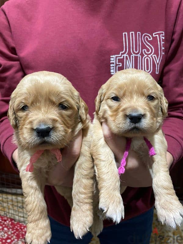 Pure Golden Retriever Puppies – dewormed & Vaccinated 4