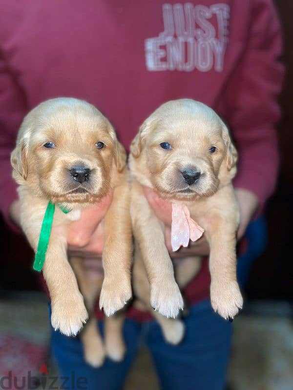 Pure Golden Retriever Puppies – dewormed & Vaccinated 5