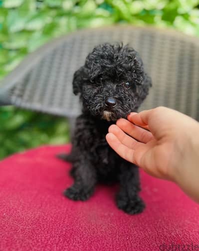 male&female maltipoo