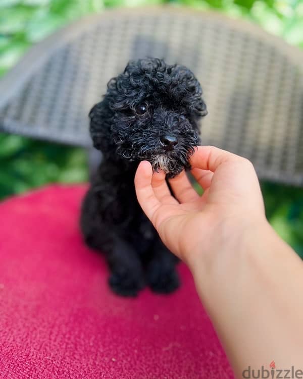 male&female maltipoo 1