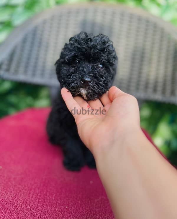 male&female maltipoo 2