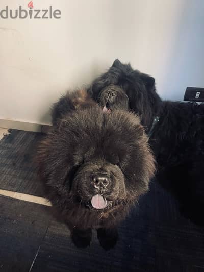 top male and female black chow chow in Egypt