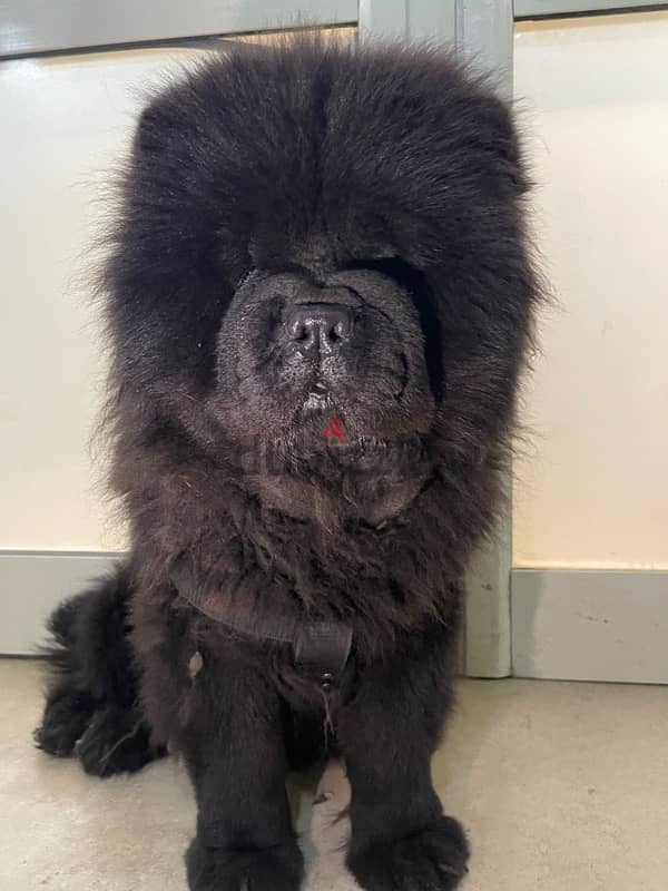 top male and female black chow chow in Egypt 2