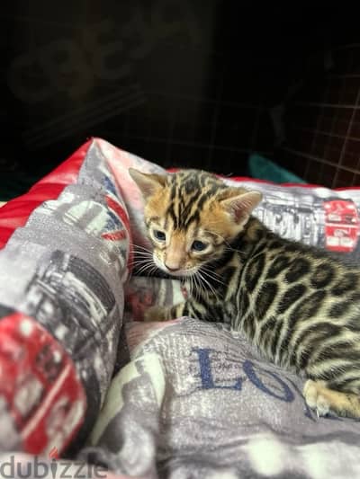 Pure Bengal kittens 65 days old بنغال