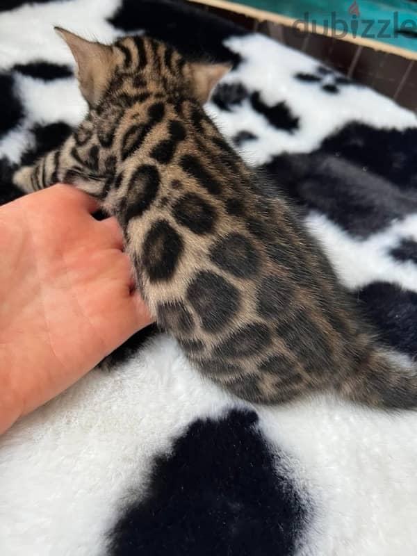 Pure Bengal kittens 65 days old بنغال 2