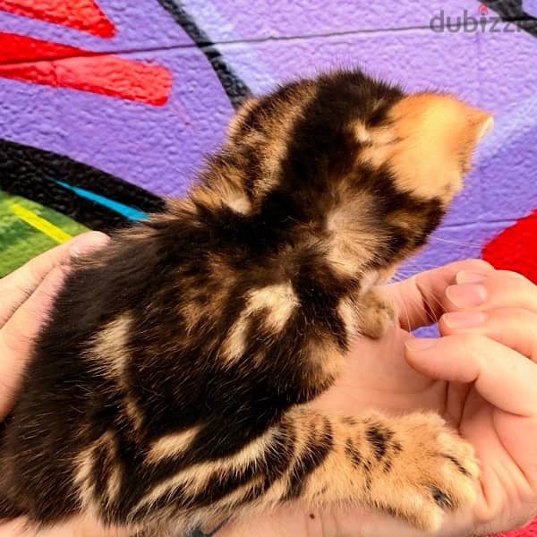 Pure Bengal kittens 65 days old بنغال 3