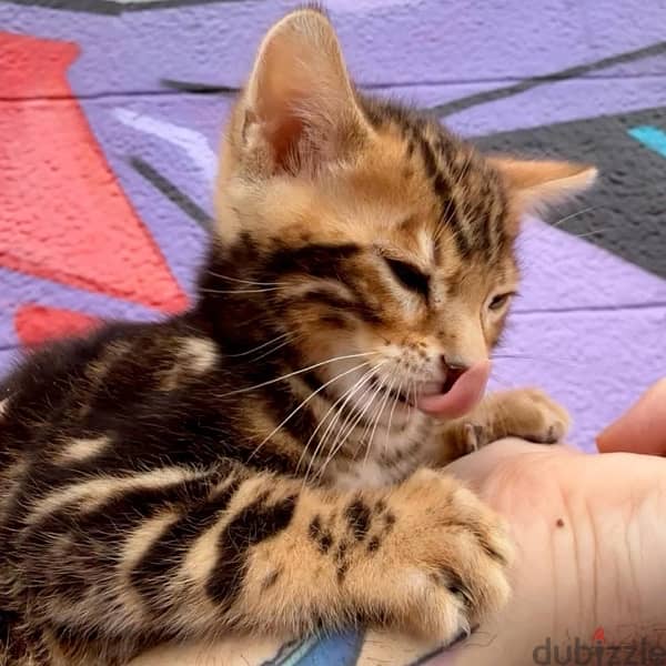 Pure Bengal kittens 65 days old بنغال 4