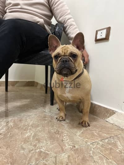 French bulldog فرنش بولدوج