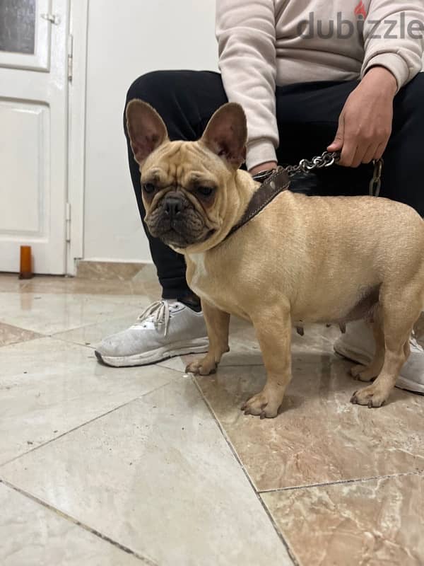 French bulldog فرنش بولدوج 1