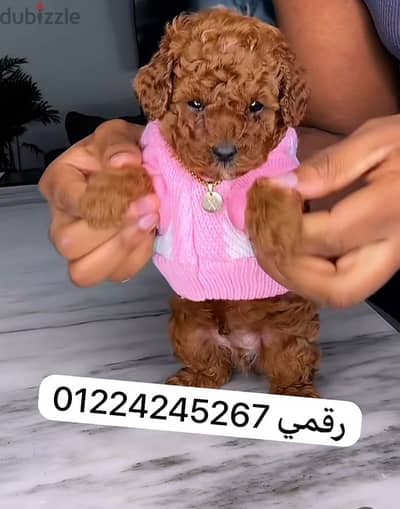 toy poodle