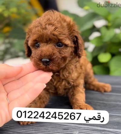 toy poodle 45 days