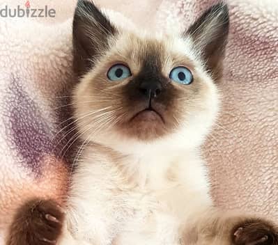 سيامي قط سيامى بيور كيتن siamese kittens