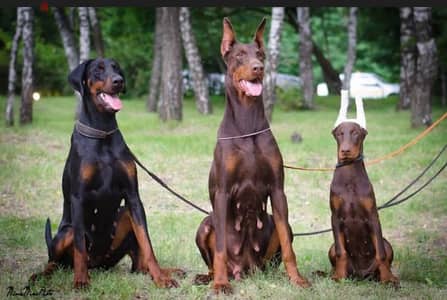 female Doberman