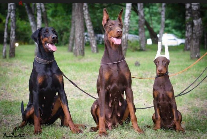 female Doberman 0